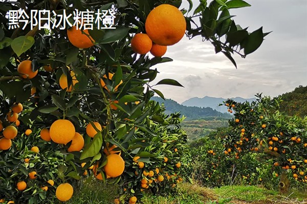 冰糖橙的产地,湖南省产出较多