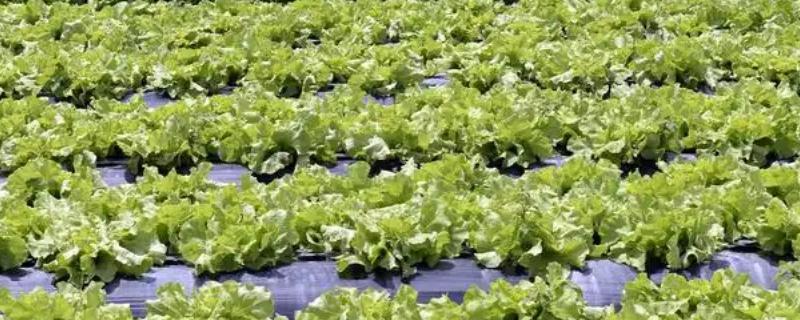 生菜怎么种植,定植5-7天后浇施缓苗水