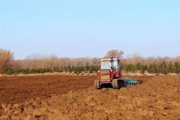 生菜怎么种植,定植5-7天后浇施缓苗水