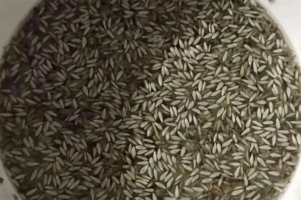 生菜怎么种植,定植5-7天后浇施缓苗水