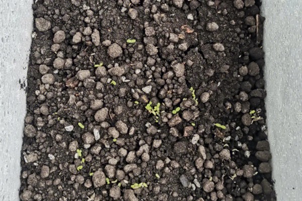 生菜怎么种植,定植5-7天后浇施缓苗水