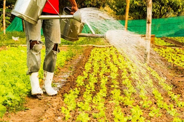 生菜怎么种植,定植5-7天后浇施缓苗水