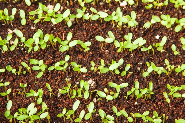 生菜怎么种植,定植5-7天后浇施缓苗水