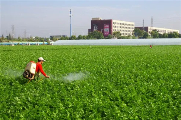 生菜怎么种植,定植5-7天后浇施缓苗水