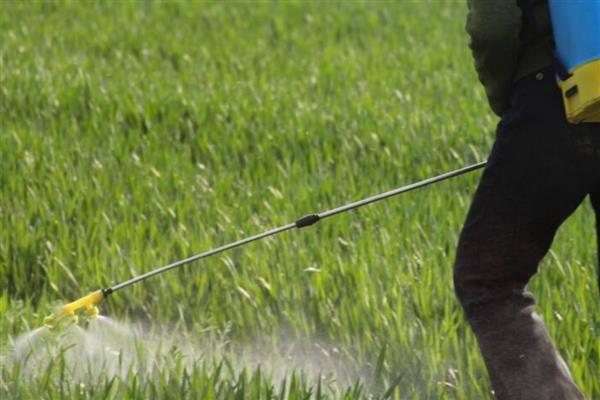 甲拌磷残留多长时间,可以残留1个月左右