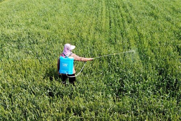 甲拌磷残留多长时间,可以残留1个月左右