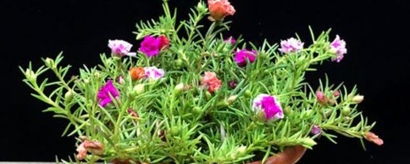 太阳花为什么会黄叶，土壤中出现积水会导致叶片发黄干枯