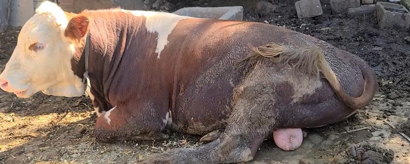 反刍动物有多少个胃，通常有瘤胃、网胃、重瓣胃和皱胃