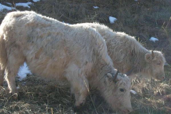 反刍动物有多少个胃，通常有瘤胃、网胃、重瓣胃和皱胃