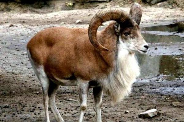 反刍动物有多少个胃，通常有瘤胃、网胃、重瓣胃和皱胃