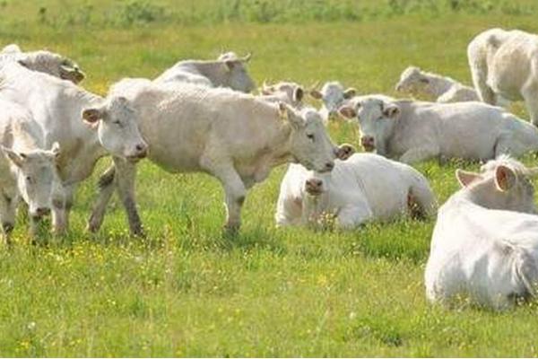 反刍动物有多少个胃，通常有瘤胃、网胃、重瓣胃和皱胃