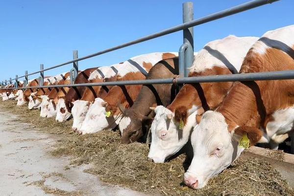 反刍动物有多少个胃，通常有瘤胃、网胃、重瓣胃和皱胃