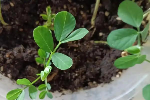 盆栽植物适合施什么肥，经过发酵的黄豆、麻酱渣、豆渣都是适宜选择