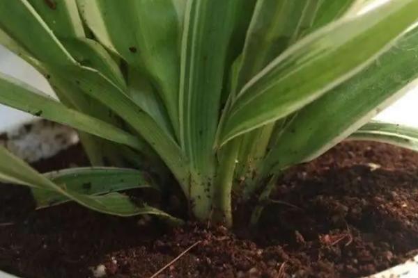 盆栽植物适合施什么肥，经过发酵的黄豆、麻酱渣、豆渣都是适宜选择