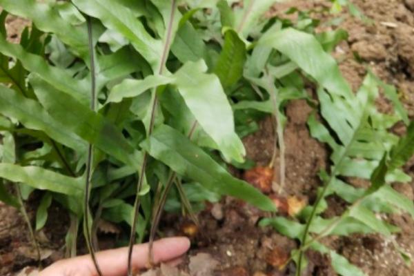 盆栽植物适合施什么肥，经过发酵的黄豆、麻酱渣、豆渣都是适宜选择