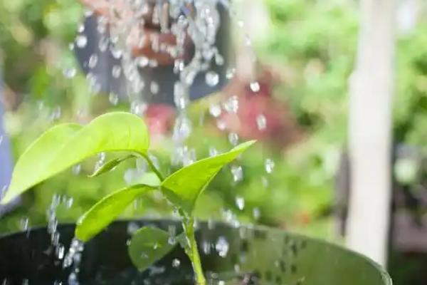 盆栽植物适合施什么肥，经过发酵的黄豆、麻酱渣、豆渣都是适宜选择
