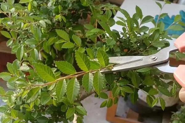 盆栽植物适合施什么肥，经过发酵的黄豆、麻酱渣、豆渣都是适宜选择