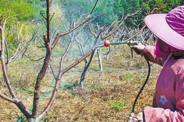 果树叶面追肥的原则，果树叶面追肥应当遵循缺啥补啥原则