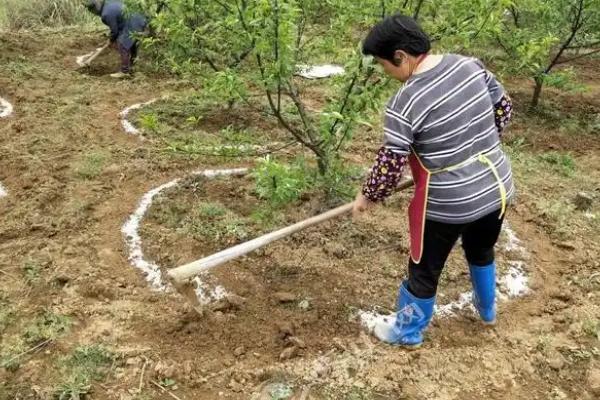 果树叶面追肥的原则，果树叶面追肥应当遵循缺啥补啥原则