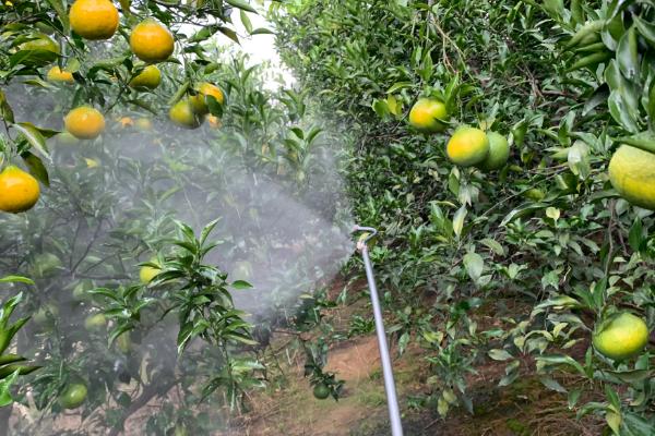 果树叶面追肥的原则，果树叶面追肥应当遵循缺啥补啥原则