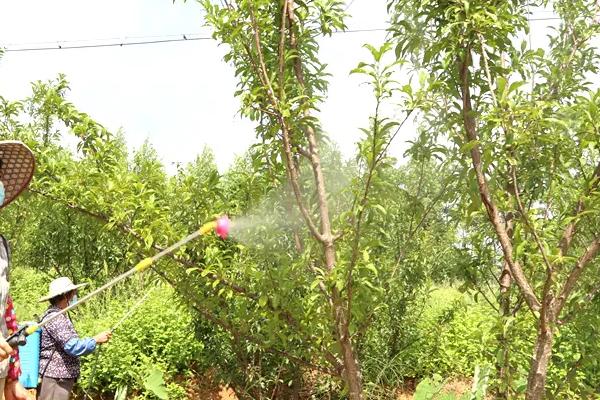 果树叶面追肥的原则，果树叶面追肥应当遵循缺啥补啥原则