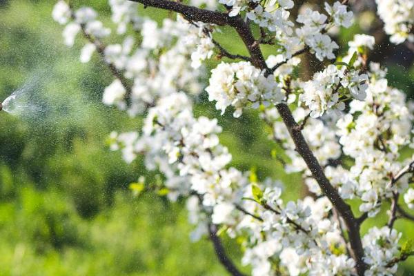 果树叶面追肥的原则，果树叶面追肥应当遵循缺啥补啥原则