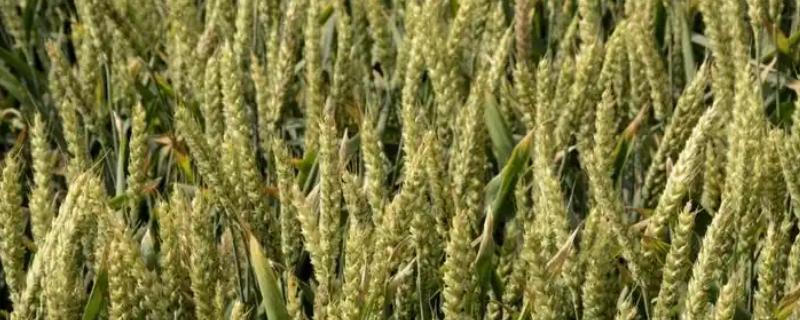 登海202小麦种介绍，全生育期为234天