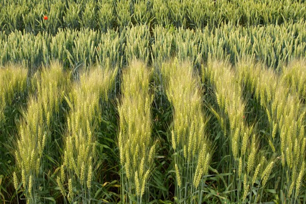 登海202小麦种介绍，全生育期为234天