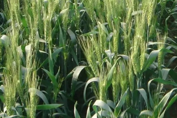 登海202小麦种介绍，全生育期为234天