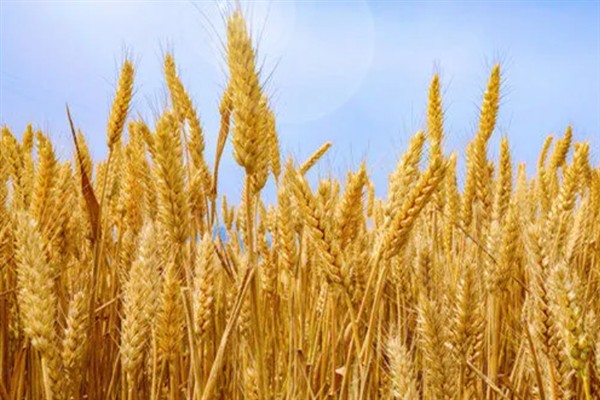 登海202小麦种介绍，全生育期为234天