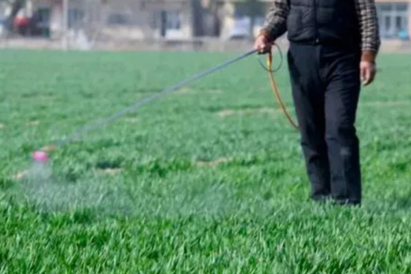 登海202小麦种介绍，全生育期为234天