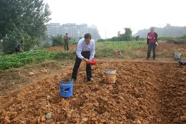怎么种植香芋南瓜，秋季直播每穴播种2-3粒