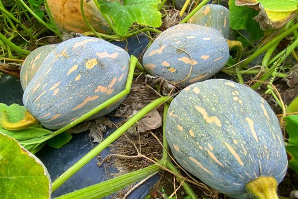 怎么种植香芋南瓜，秋季直播每穴播种2-3粒