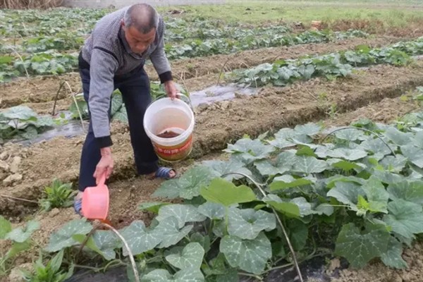 怎么种植香芋南瓜，秋季直播每穴播种2-3粒