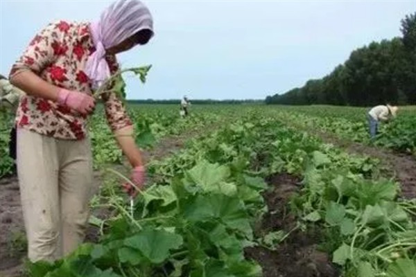 怎么种植香芋南瓜，秋季直播每穴播种2-3粒