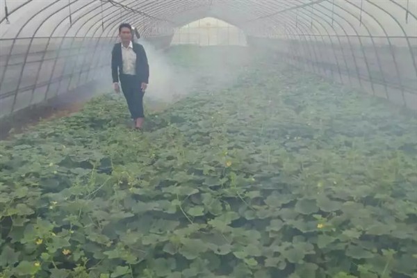 怎么种植香芋南瓜，秋季直播每穴播种2-3粒