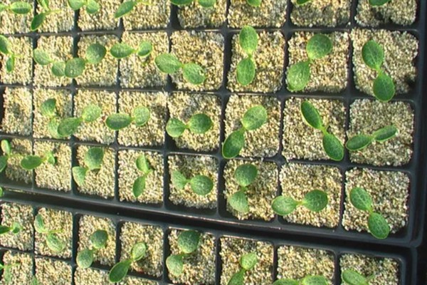 怎么种植香芋南瓜，秋季直播每穴播种2-3粒