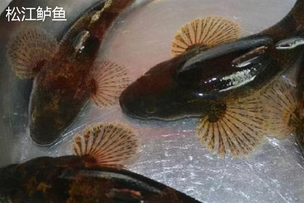 鲈鱼有什么生活习性，白天潜伏晚上活动、觅食