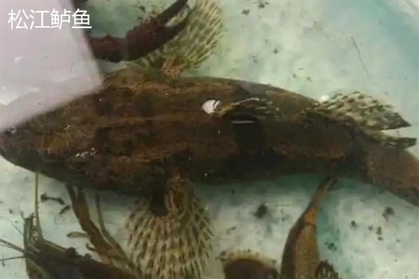 鲈鱼有什么生活习性，白天潜伏晚上活动、觅食