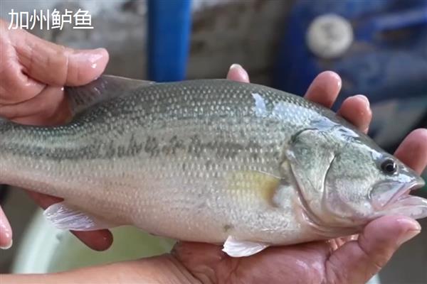 鲈鱼有什么生活习性，白天潜伏晚上活动、觅食