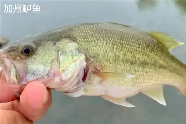 鲈鱼有什么生活习性，白天潜伏晚上活动、觅食
