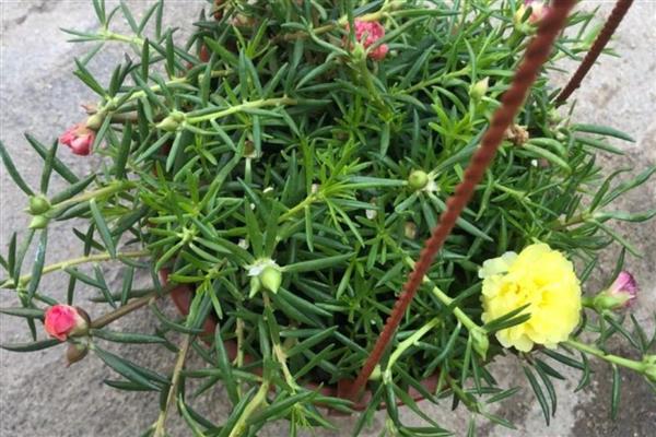 太阳花为什么会黄叶，土壤中出现积水会导致叶片发黄干枯