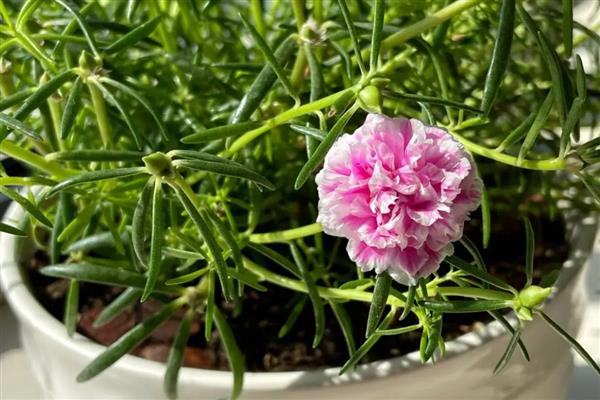 太阳花为什么会黄叶，土壤中出现积水会导致叶片发黄干枯