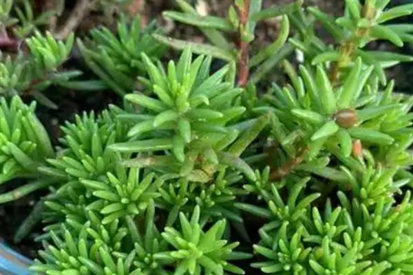 太阳花为什么会黄叶，土壤中出现积水会导致叶片发黄干枯