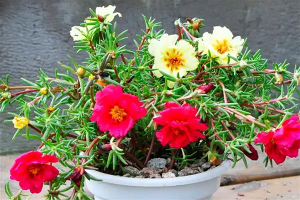 太阳花为什么会黄叶，土壤中出现积水会导致叶片发黄干枯