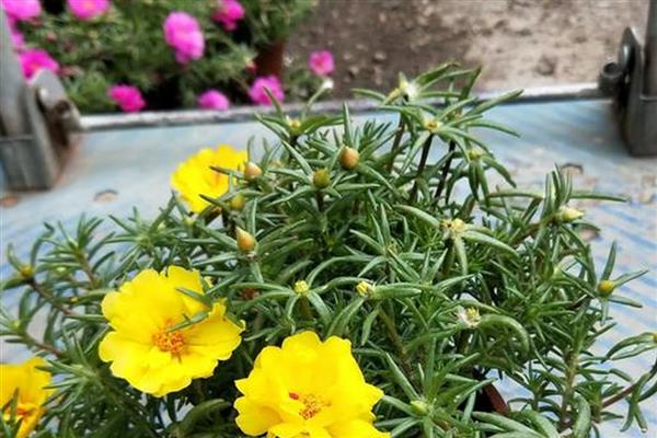 太阳花为什么会黄叶，土壤中出现积水会导致叶片发黄干枯