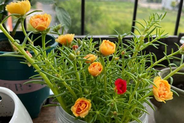 太阳花为什么会黄叶，土壤中出现积水会导致叶片发黄干枯