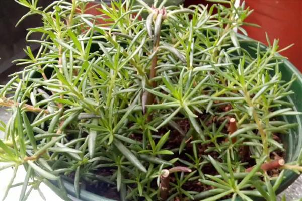 太阳花为什么会黄叶，土壤中出现积水会导致叶片发黄干枯