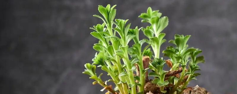 三七盆栽如何种植,用多菌灵对种子消毒后再播种