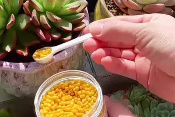三色花月锦怎么繁殖，对枝条消毒并涂抹生根粉后再插入土壤中